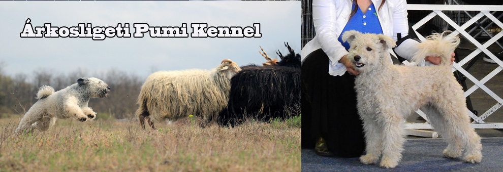 Árkosligeti Pumi Kennel Árkosligeti Pumi Kennel